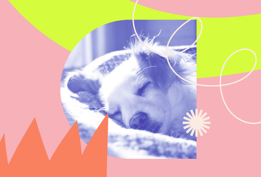 Algunos factores que afectan el sueño de tu perro