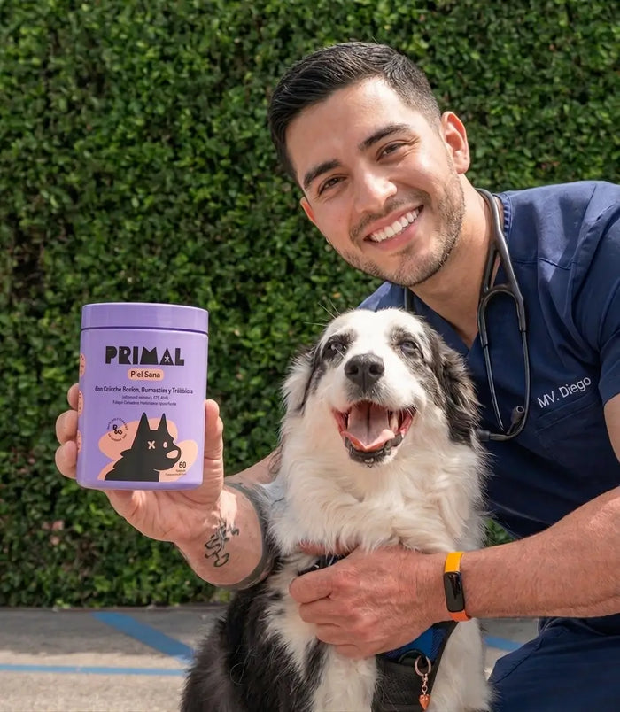 Tu perro NO tiene un problema de piel. Tiene un intestino que lleva meses pidiendo auxilio.