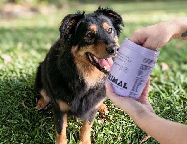 El 70% del sistema inmune de tu perro vive en su intestino. Nadie te lo dijo.