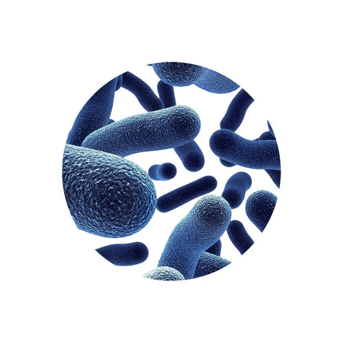 Bacillus coagulans